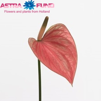 Anthurium Andreanum Grp Summer Love fotografie