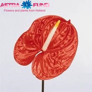 Anthurium Andreanum Grp Sunglow fotografie