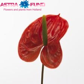 Anthurium Andreanum Grp Sunglow (classic) fotografie
