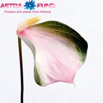 Anthurium 'Butterfly' zdjęcie