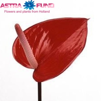 Anthurium Cerilla zdjęcie