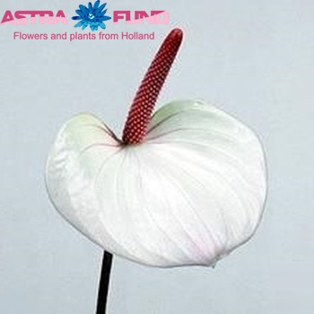 Anthurium 'Champion' zdjęcie