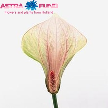 Anthurium 'Changing Love' zdjęcie
