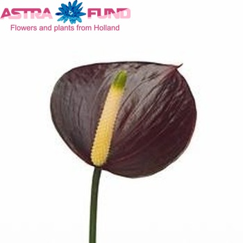 Anthurium Chocolate Love foto
