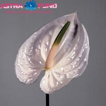 Anthurium 'Cuba' foto