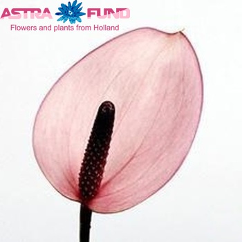 Anthurium 'Deep Purple' foto
