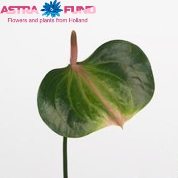 Anthurium Discus Green foto
