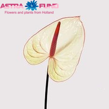 Anthurium 'Fantasia' foto