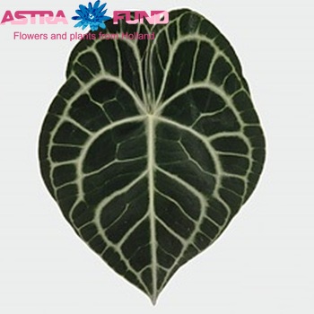 Anthurium clarinervium (blad) foto