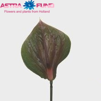 Anthurium Green Love foto
