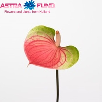 Anthurium India Love foto
