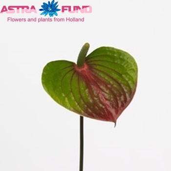 Anthurium India Love (classic) foto