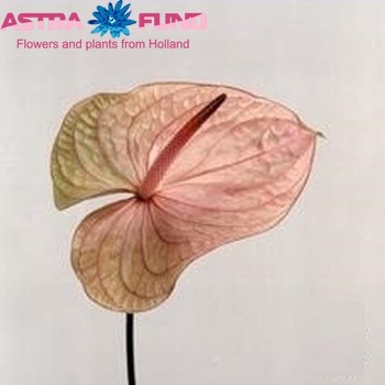 Anthurium Laguna foto