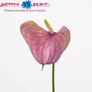 Anthurium Lila Love Foto