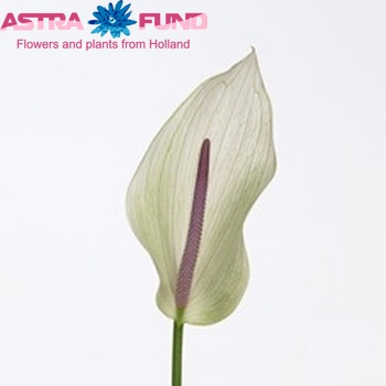Anthurium Lumina Foto