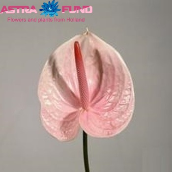 Anthurium 'Lunette' Foto
