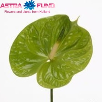 Anthurium 'Midori' Foto