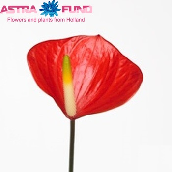 Anthurium Orange Love Imp Foto