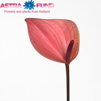 Anthurium Pink Fantasy foto