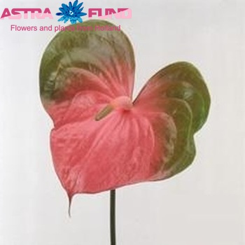 Anthurium President foto