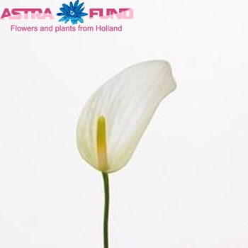 Anthurium Princess Alexia Pearl Improved foto