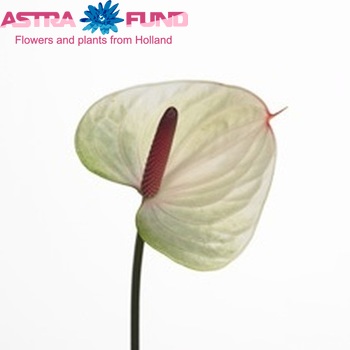 Anthurium Princess Amalia Bicolor Imp foto