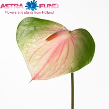 Anthurium Renoir Pink foto