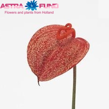 Anthurium Scherzerianum Grp Graffiti foto