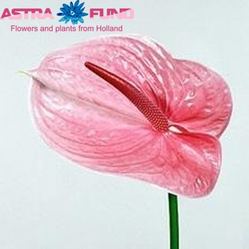 Anthurium 'Scorpion' foto