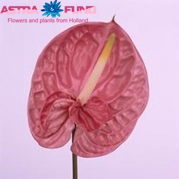 Anthurium Spirit foto