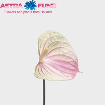 Anthurium Trico Love foto