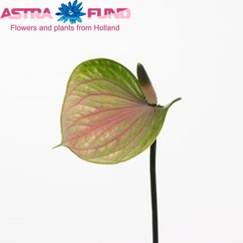 Anthurium Turning Love foto