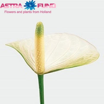 Anthurium Whispering Love foto