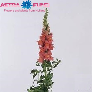 Antirrhinum  'Cool Rose' photo