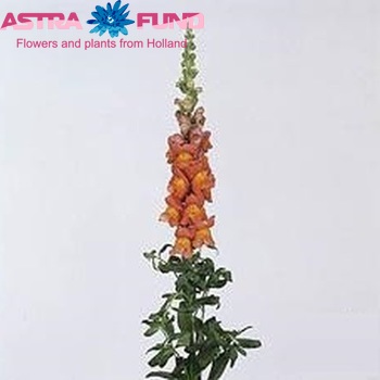 Antirrhinum 'Cool Coral' photo