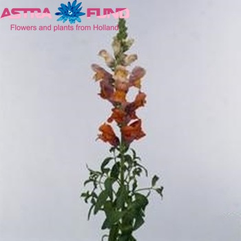 Antirrhinum majus Alpha Orange photo