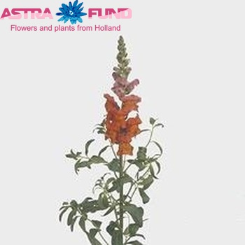 Antirrhinum majus 'Animation Orange' photo