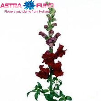 Antirrhinum majus 'Animation Rood' photo