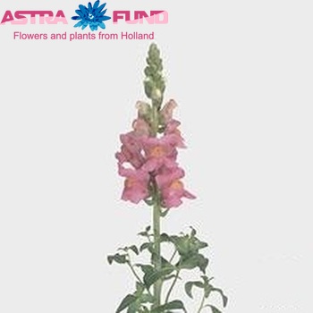 Antirrhinum majus 'Animation Rose' photo