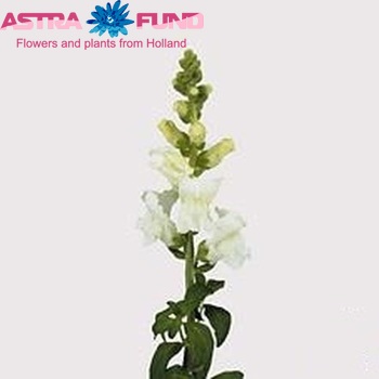 Antirrhinum majus 'Animation Wit' photo