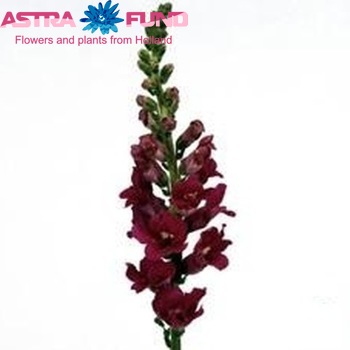 Antirrhinum majus 'Apollo Purple' photo