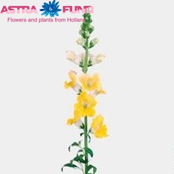Antirrhinum majus 'Apollo Yellow' Foto
