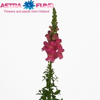 Antirrhinum majus 'Axiom Deep Rose' fotografie