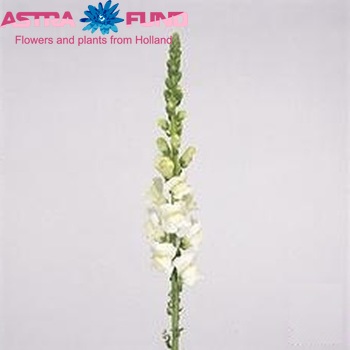 Antirrhinum majus 'Axiom White' zdjęcie