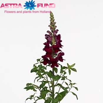 Antirrhinum majus 'Connexion Red' zdjęcie