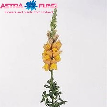 Antirrhinum majus 'Cool Bronze' Foto