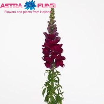Antirrhinum majus 'Cool Crimson' zdjęcie