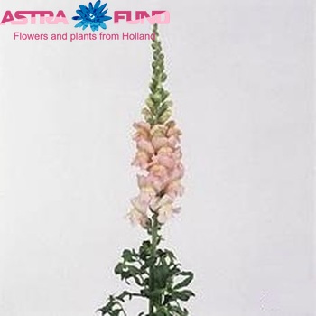 Antirrhinum majus 'Cool Pink' zdjęcie