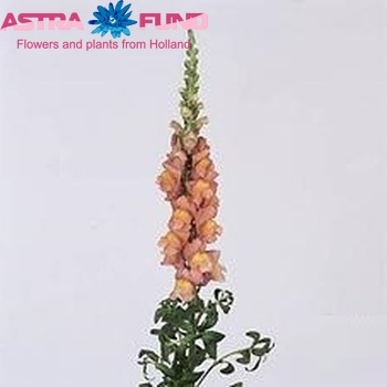Antirrhinum majus 'Cool Salmon' foto