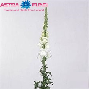 Antirrhinum majus 'Cool White' foto